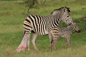 Edwards: Botswana, Africa. Newborn Zebra foal walks