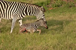 Edwards: Botswana, Africa. Newborn Zebra foal walks