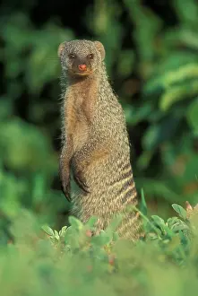 Mungo: Botswana, Chobe National Park, Banded Mongoose