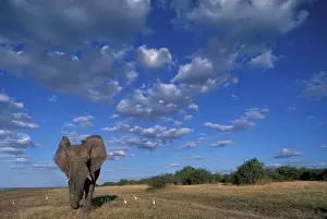 Imposing: Botswana, Chobe National Park, Charging