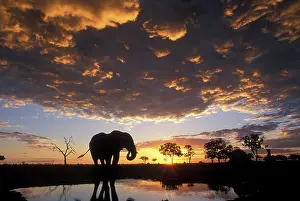 Savute: Botswana, Chobe National Park, Elephant