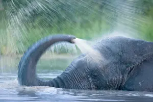 Savute: Botswana, Chobe National Park. Elephant