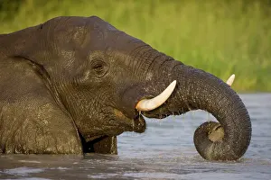 Savute: Botswana, Chobe National Park. Elephant