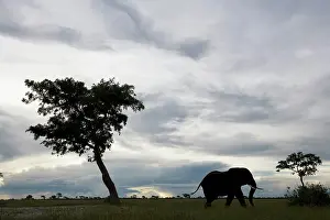 Savute: Botswana, Chobe National Park. Elephant