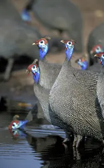 Helmeted: Botswana, Chobe National Park, Flock of