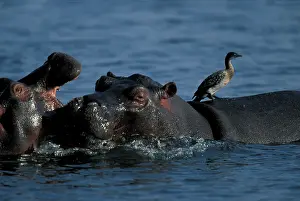 Swimmer: Botswana, Chobe National Park, Hippopotamus