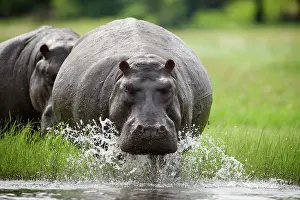 Anger: Botswana, Chobe National Park. Hippopotamus
