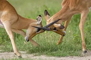 Savute: Botswana, Chobe National Park. Impala (Aepyceros