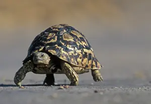 Slowly: Botswana, Chobe National Park, Leopard Tortoise