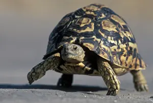 Slowly: Botswana, Chobe National Park, Leopard Tortoise