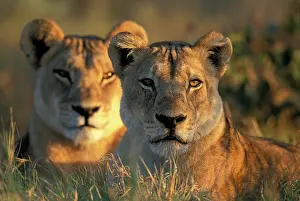 Pride: Botswana, Chobe National Park, Lionesses