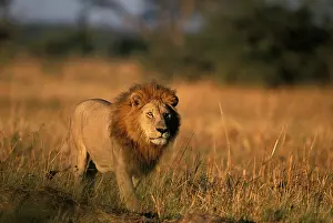 Aware: Botswana, Chobe National Park, Male lion