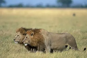 Prowl: Botswana, Chobe National Park, Male Lions
