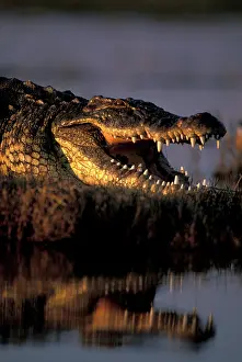 Fang: Botswana, Chobe National Park, Nile Crocodile