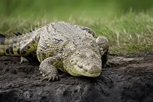 Sinister: Botswana, Chobe National Park. Nile Crocodile