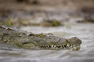 Sinister: Botswana, Chobe National Park. Nile Crocodile
