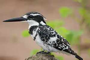 Ceryle: Botswana, Chobe National Park. Pied Kingfisher