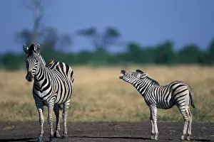 Individuality: Botswana, Chobe National Park, Plains Zebra