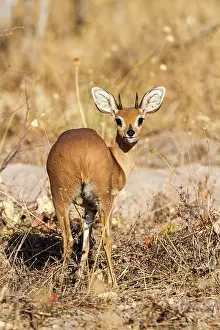 Campestris: Botswana, Chobe national park, Savuti area, steenbok