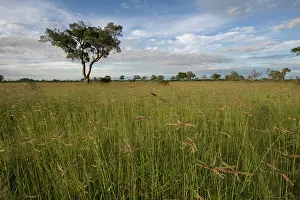 Fertile: Botswana, Chobe National Park. Tall grass