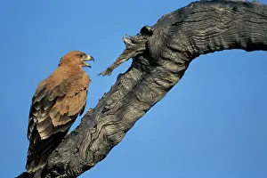 Marabou: Botswana, Chobe National Park, Tawny Eagle