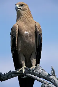 Savute: Botswana, Chobe National Park, Tawny Eagle