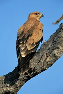 Savute: Botswana, Chobe National Park, Tawny Eagle