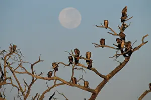Coprotheres: Botswana, Chobe NP, Moon and flock of White