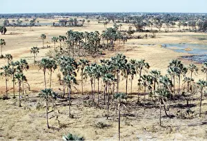Palms: Botswana - Fan Palms