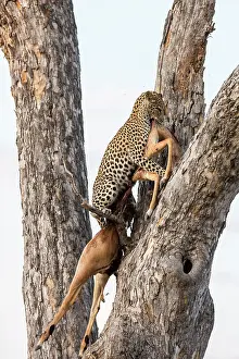 Khwai: Botswana, Khwai River game reserve, leopard (Panthera