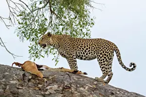 Khwai: Botswana, Khwai River game reserve, leopard (Panthera