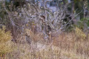 Khwai: Botswana, Khwai River game reserve, leopard (Panthera