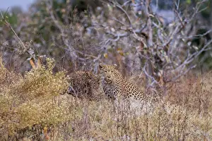 Khwai: Botswana, Khwai River game reserve, leopard (Panthera