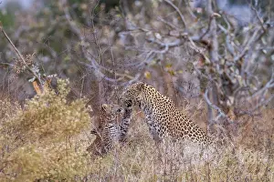 Khwai: Botswana, Khwai River game reserve, leopard (Panthera