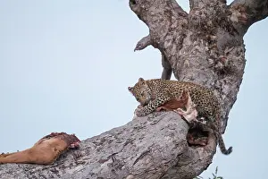 Khwai: Botswana, Khwai River game reserve, leopard (Panthera
