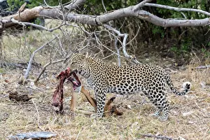 Khwai: Botswana, Khwai River game reserve, leopard (Panthera