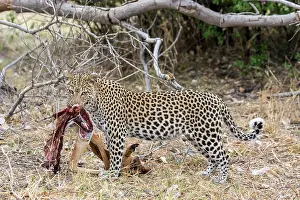 Khwai: Botswana, Khwai River game reserve, leopard (Panthera