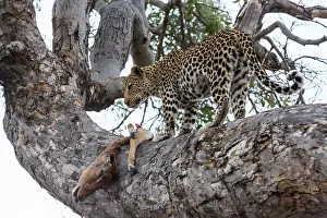 Khwai: Botswana, Khwai River game reserve, leopard (Panthera