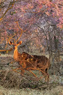 Spiral: Botswana, Khwai river game reserve, grand koudou
