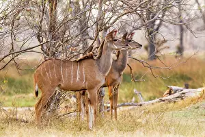 Spiral: Botswana, Khwai river game reserve, grand koudou