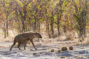 Khwai: Botswana, Khwai River game reserve, spotted hyena