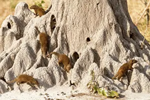 Parvula: Botswana, Khwai river reserve, Dwarf mongoose (Helogale