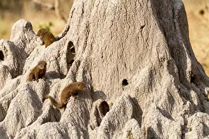 Parvula: Botswana, Khwai river reserve, Dwarf mongoose (Helogale