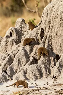 Parvula: Botswana, Khwai river reserve, Dwarf mongoose (Helogale