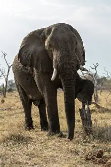 Khwai: Botswana, Khwai River reserve, elephant (Loxodonta