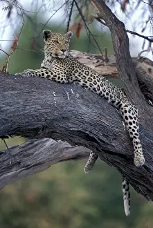 Limb: Botswana, Moremi Game Reserve, Adult Female