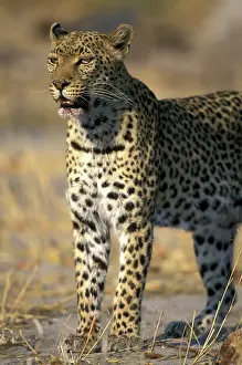 Khwai: Botswana, Moremi Game Reserve, Adult Female