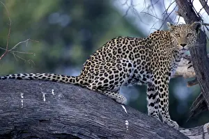 Khwai: Botswana, Moremi Game Reserve, Adult Female