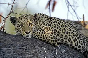 Khwai: Botswana, Moremi Game Reserve, Adult Female
