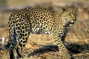 Khwai: Botswana, Moremi Game Reserve, Adult Female
